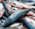 Сахалинцы и курильчане купили 727,7 тонн дешевой свежевыловленной рыбы